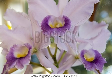 Close Up Of Striking Cattleya Orchid Flowers