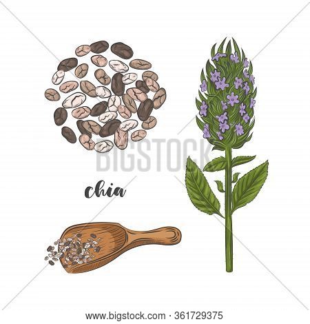 Chia Plant And Seeds Hand Drawn Sketch. Blooming Chia Plant Isolated On White Background. Chia Seeds