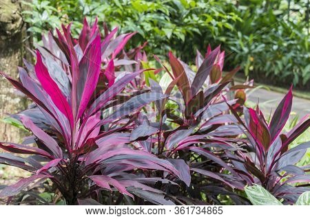 Beautiful Pink And Purple Plants In Perdana Botanical Gardens In Kuala Lumpur Malaysia.