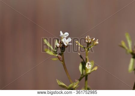 Flower Of A Hairy Bittercress, Cardamine Hirsuta.