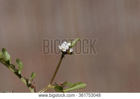 Flower Of A Hairy Bittercress, Cardamine Hirsuta.