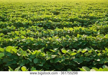 Agricultural Field With Soybean Crops. Young Soy Plants Grow In Rows.
