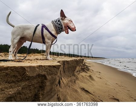 Beautiful Masculine White English Bull Terrier Dog Bullterrier Breed Standing On Sand Hill And Looki