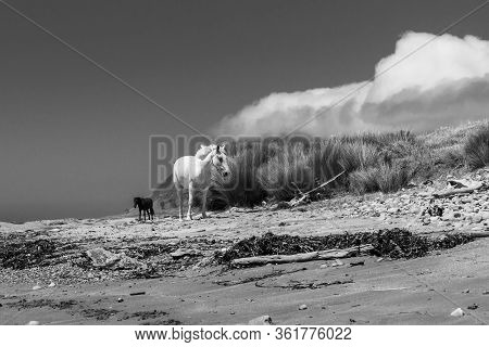 White And Black Horses Roaming On Isolated Beach In Monochrome.