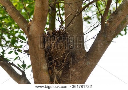 Bird Nest, Bird Nest On Ivory Coast Almond Tree