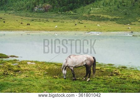 Gray Horse Grazes In Meadow Near River In Mountain Valley. White Horse On Grassland Near Mountain La