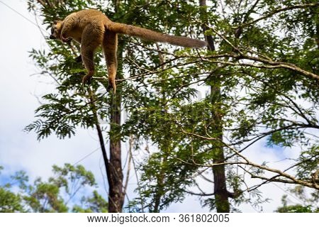 The Lemurs In A Rain Forest On The Trees, Hopping From Tree To Tree