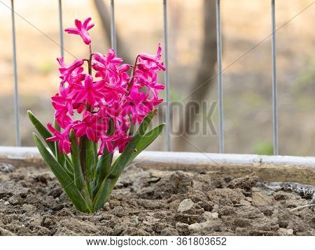 Hyacinths In Pink Bloooms Very Beautiful. How To Care For Hyacinths Concept