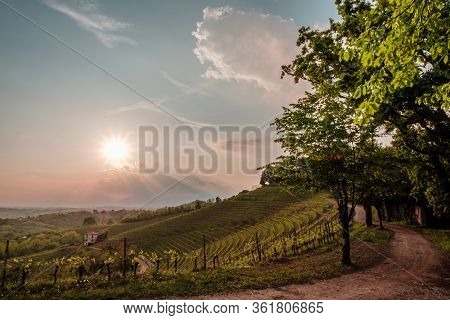 Evening Storm In The Vineyards