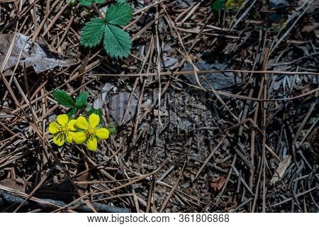 Tiny Yellow Flowers With Five Petals Growing Among Dry Brown Pine Needles.