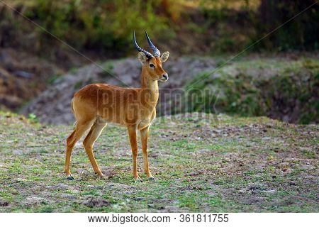 The Puku (kobus Vardonii Senganus) Male Standing On Savanna With Green Background.a Typical Antelope
