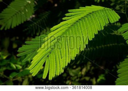 Beautiful Green Leaves Of  Flower Fence Or Pride Of Barbados Tree