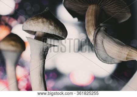 Psychedelic Drug. Dry Psilocybe Cubensis. Albino A Strain.