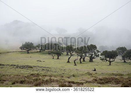 Portugal Madeira Ribeira Da Janela