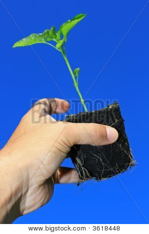 Mladé rostliny a kořeny