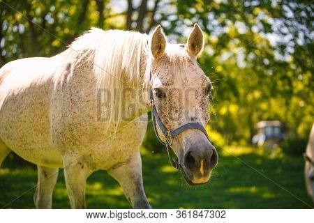 A White Horse With A Beautiful Long Mane Looks Brazenly Into The Frame. An Adult Horse In The Bright