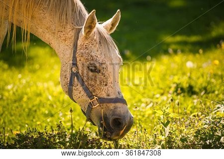 A White Horse With A Beautiful Long Mane Looks Brazenly Into The Frame. An Adult Horse In The Bright