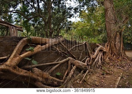 Eastern India. The State Of Assam. A Huge Ficus Tree That Has Taken Root Along The Wall Of A Stone F