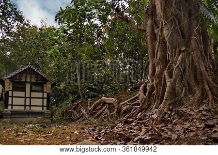 Eastern India. The State Of Assam. A Huge Ficus Tree That Has Taken Root Along The Wall Of A Stone F