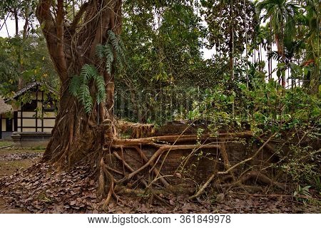 Eastern India. The State Of Assam. A Huge Ficus Tree That Has Taken Root Along The Wall Of A Stone F