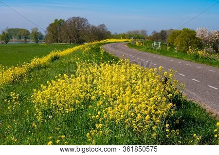 Spring Nature Landscape With Yellow Blossom Of Rapeseed Plants In Sunny Day In Betuwe, Gelderland, N