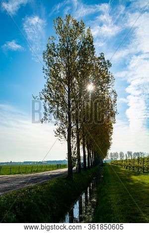 Spring Nature Landscape In Sunny Day In Betuwe, Gelderland, Netherlands