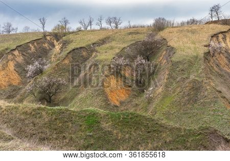 Early Spring Landscape With Soil Erosion And Flowering Apricot Trees In Loamy Ravines Near Dnipro Ci