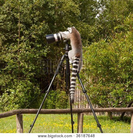 Ring-tailed Lemur sidder på stativ