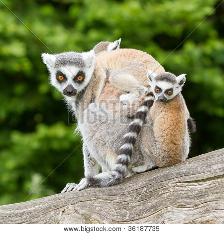 Ring-tailed Lemur In Captivity