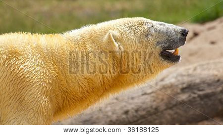 Close-up Of A Polarbear (icebear)