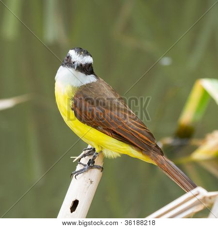 Colorful Great Kiskedee