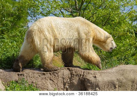 Close-up Of A Polarbear (icebear)