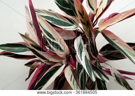 Decorative Indoor Plant With Red Leaves On A Light Beige Background. The View From The Top.
