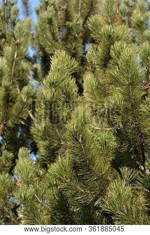 Bosnian Pine - Latin Name - Pinus Heldreichii Var. Leucodermis