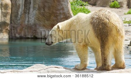 Close-up Of A Polarbear In Capticity