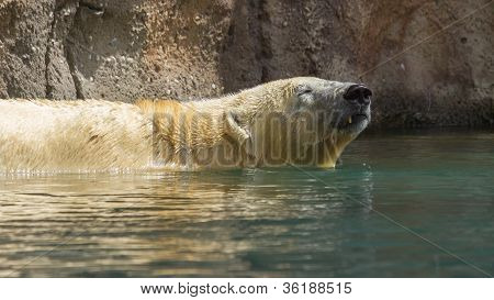 Close-up Of A Polarbear (icebear)
