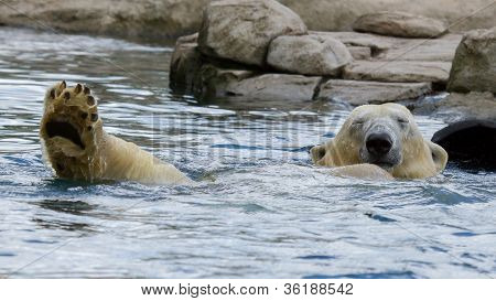 Close-up Of A Polarbear (icebear)