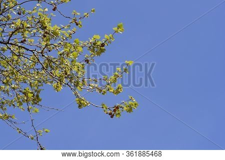 London Plane - Latin Name - Platanus X Hispanica (platanus X Acerifolia)