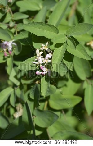 Black-fruited Honeysuckle - Latin Name - Lonicera Nigraa