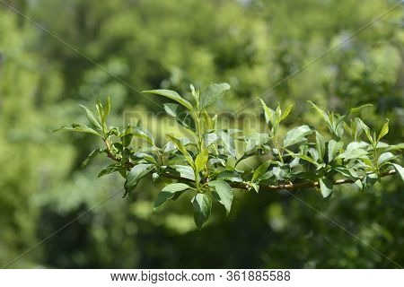 Weeping Forsythia Leaves - Latin Name - Forsythia Suspensa