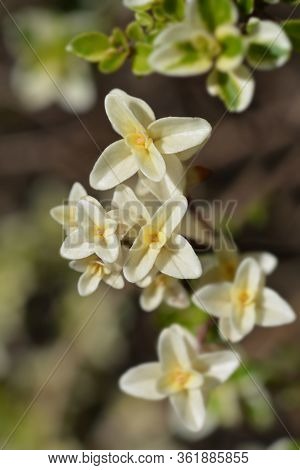 Foxley Thyme Leaves - Latin Name - Thymus Pulegioides Foxley
