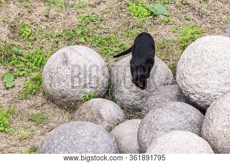 Black Cat Sits On A Pile Of Stone Cores In The Castle Moat In Front Of The Fortress Walls Of The Sfo
