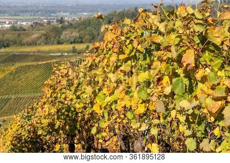 Detail Of Grape Leaves In Varnhalt Vineyard , Baden Baden, Germany