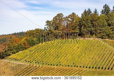 Varnhalt Vineyard And Black Forest Trees