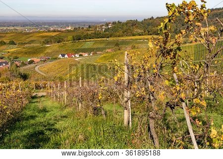 Varnhalt Vineyard With Village In Background