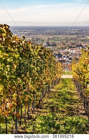 Varnhalt Vineyard With Village In Background
