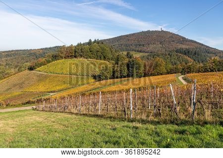Varnhalt Vineyard With Black Forest In Background