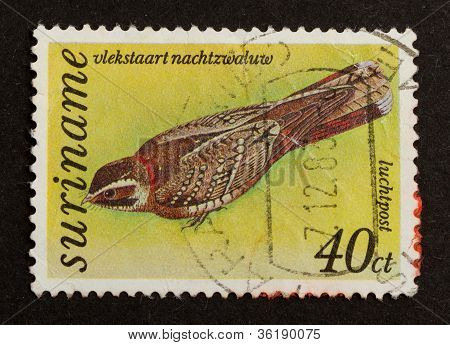 Suriname - Circa 1980: Stamp Printed In Suriname