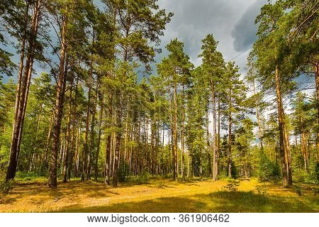 Severe Thunderstorm In The Forest. Nature Before The Rain. Power Of Nature. Storm Concept.