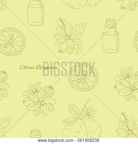 Herbs, And Seasonings Collection. Vector Hand Drawn Illustration Of Citrus Bergamia, Flowers And Fru